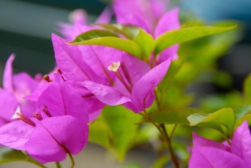 Outdoor Pictures 15