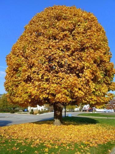 Outdoor Pictures 20