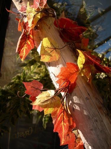Outdoor Pictures 22