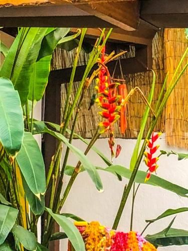 Outdoor Pictures 21