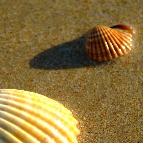 Outdoor Pictures 19