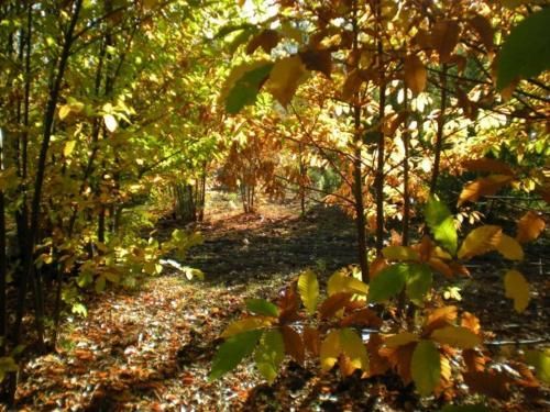 Outdoor Pictures 19