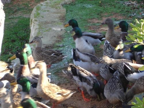 Outdoor Pictures 15