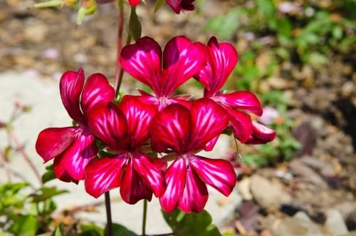 Outdoor Pictures 21