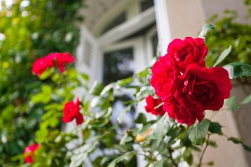Outdoor Pictures 21