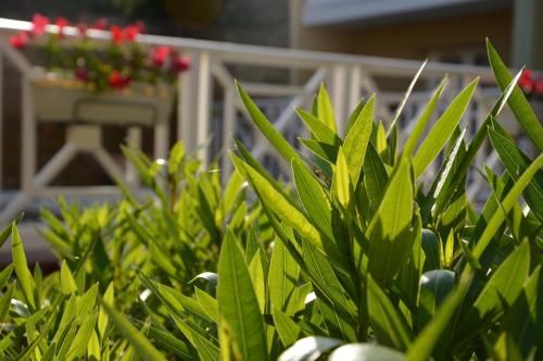 Outdoor Pictures 22