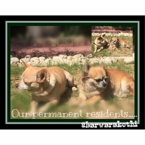 Outdoor Pictures 7