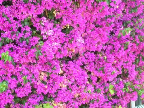 Outdoor Pictures 20