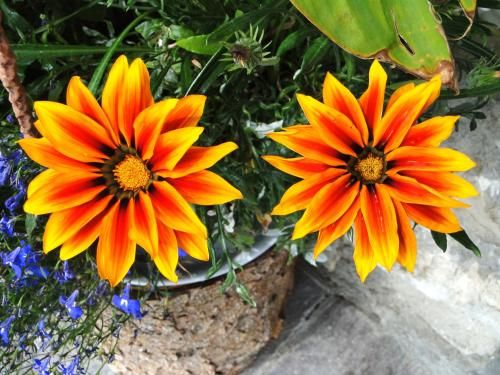 Outdoor Pictures 16