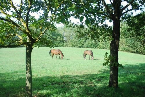 Outdoor Pictures 19