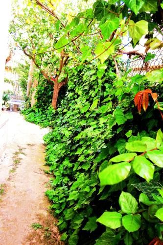 Outdoor Pictures 21