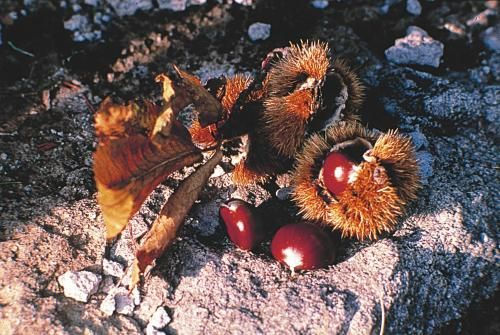 Outdoor Pictures 21