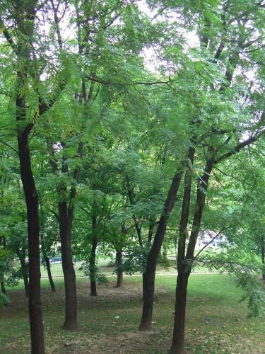 Outdoor Pictures 21