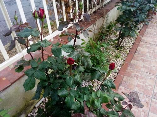 Outdoor Pictures 22