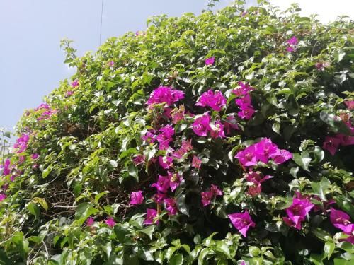 Outdoor Pictures 22