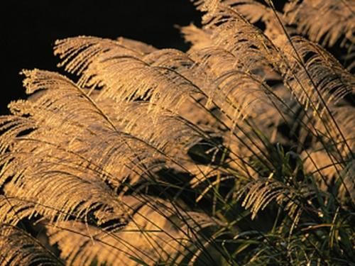 Outdoor Pictures 24