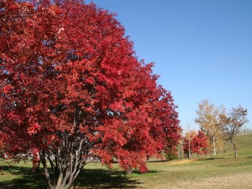 Outdoor Pictures 22