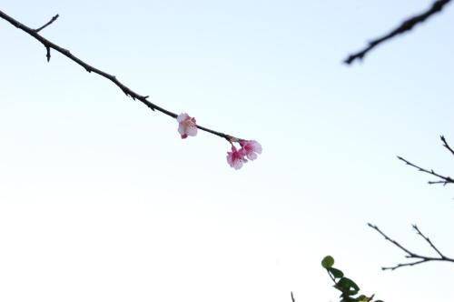 Outdoor Pictures 20