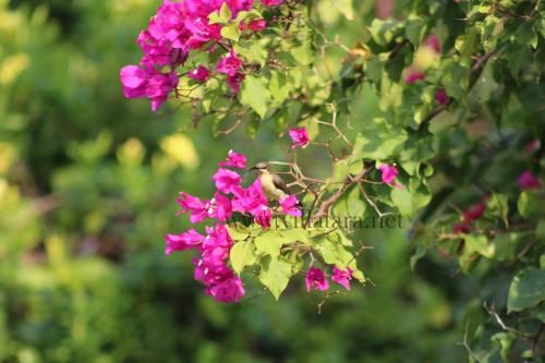 Outdoor Pictures 19