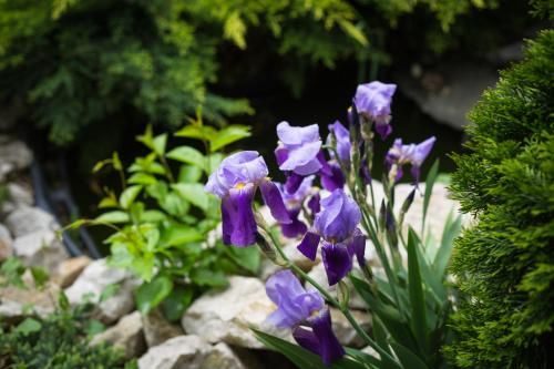 Outdoor Pictures 9