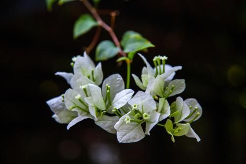 Outdoor Pictures 16