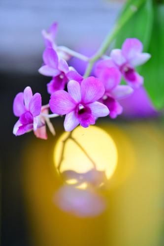 Outdoor Pictures 14