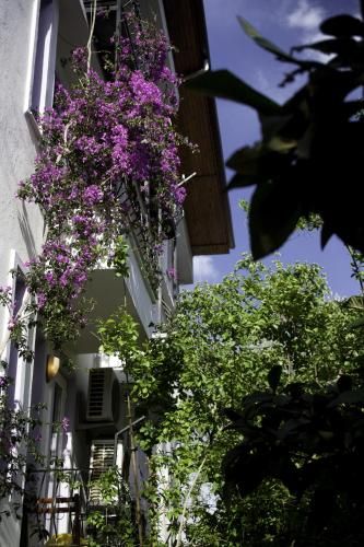 Outdoor Pictures 20