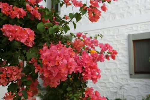 Outdoor Pictures 15
