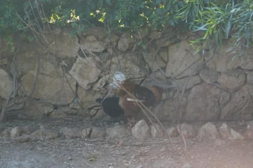 Outdoor Pictures 11