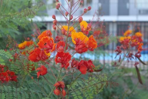 Outdoor Pictures 20