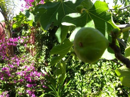 Outdoor Pictures 21