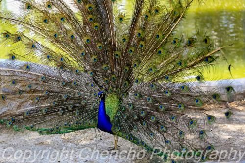 Outdoor Pictures 19