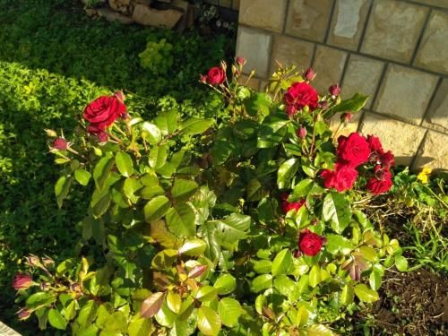 Outdoor Pictures 21