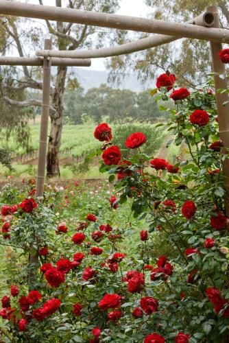 Outdoor Pictures 20