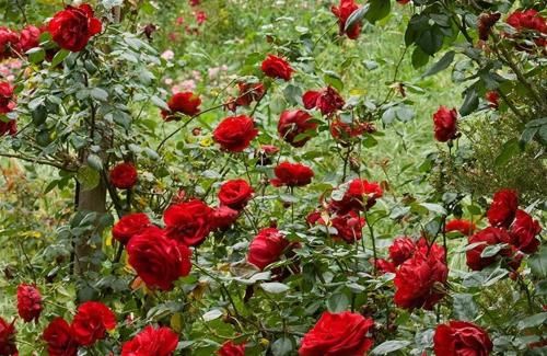 Outdoor Pictures 21