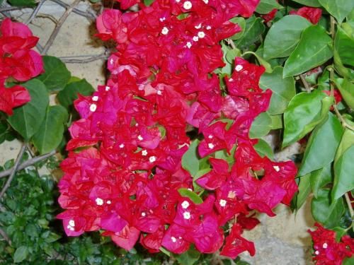 Outdoor Pictures 15