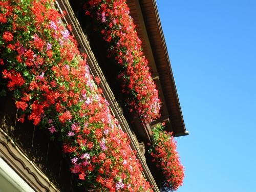 Outdoor Pictures 17