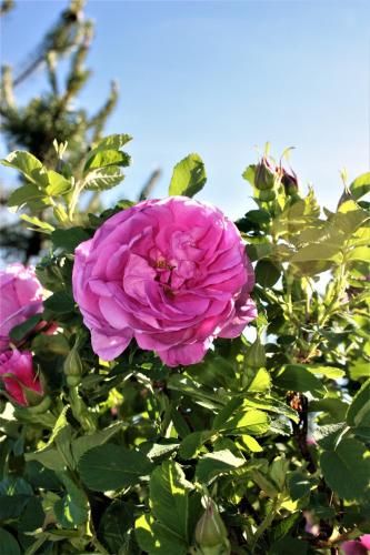 Outdoor Pictures 17