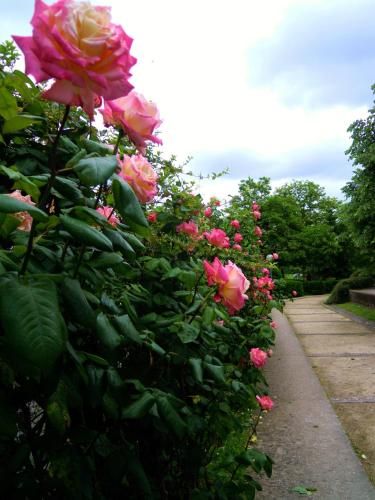 Outdoor Pictures 22
