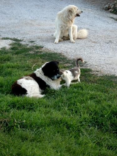 Outdoor Pictures 16