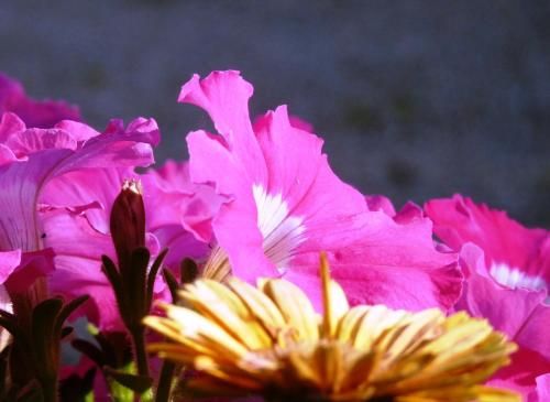 Outdoor Pictures 15