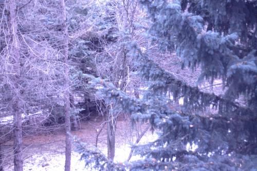 Outdoor Pictures 24