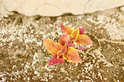 Outdoor Pictures 17