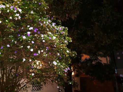 Outdoor Pictures 21