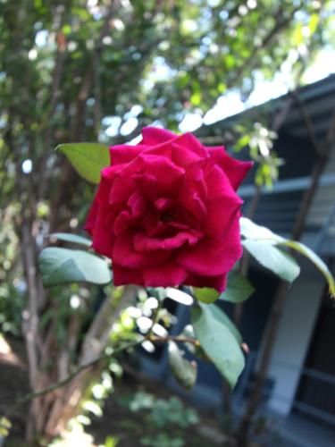 Outdoor Pictures 19