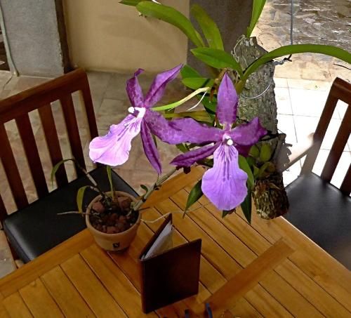 Outdoor Pictures 10