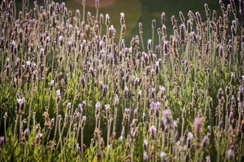 Outdoor Pictures 20