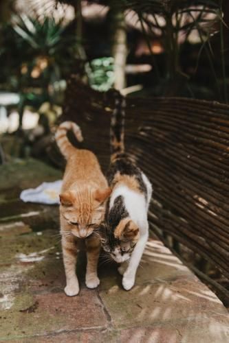 Outdoor Pictures 22