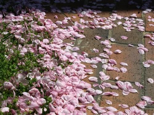 Outdoor Pictures 22