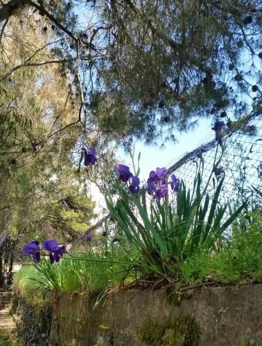 Outdoor Pictures 11